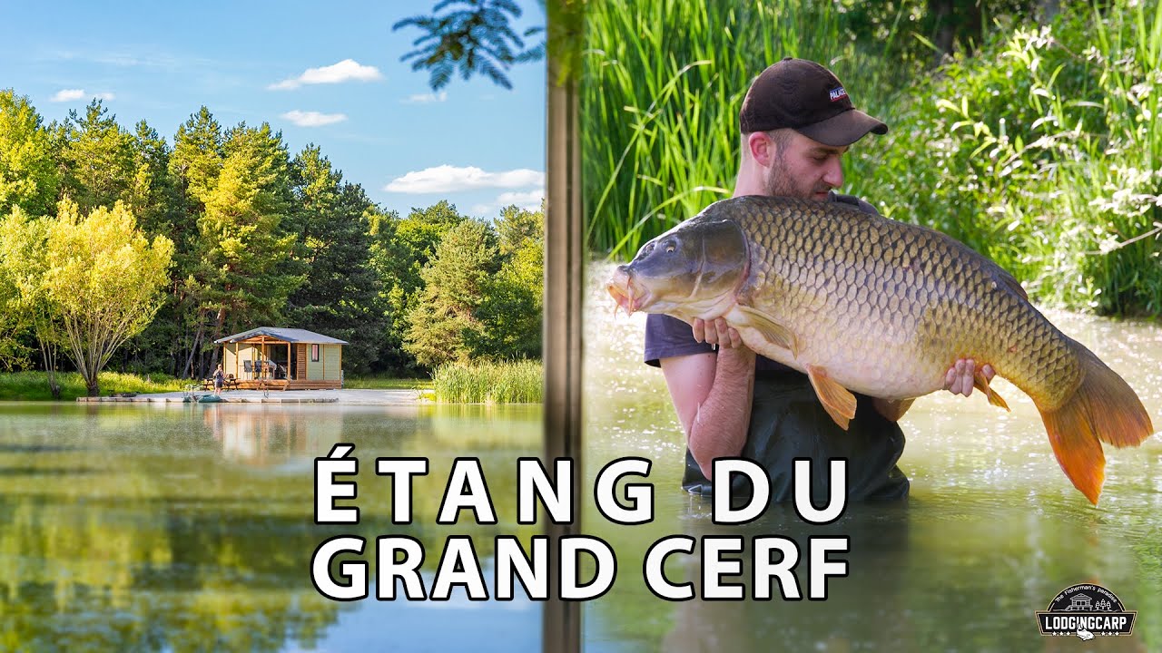 Pêche de la carpe à l'Étang du Grand Cerf - Lodgingcarp