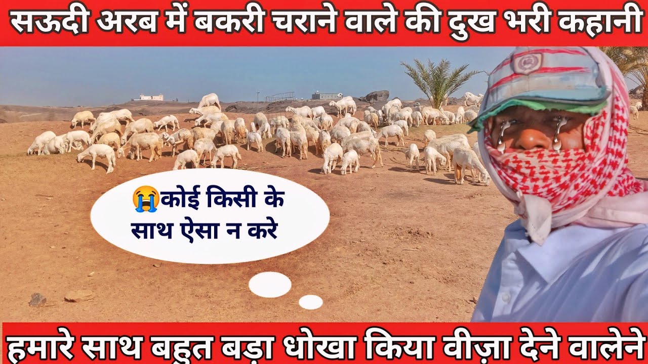 सऊदी अरब में बकरी का काम!goat farming!saudi arab! indian work life!saudi village!rsgys vlogs