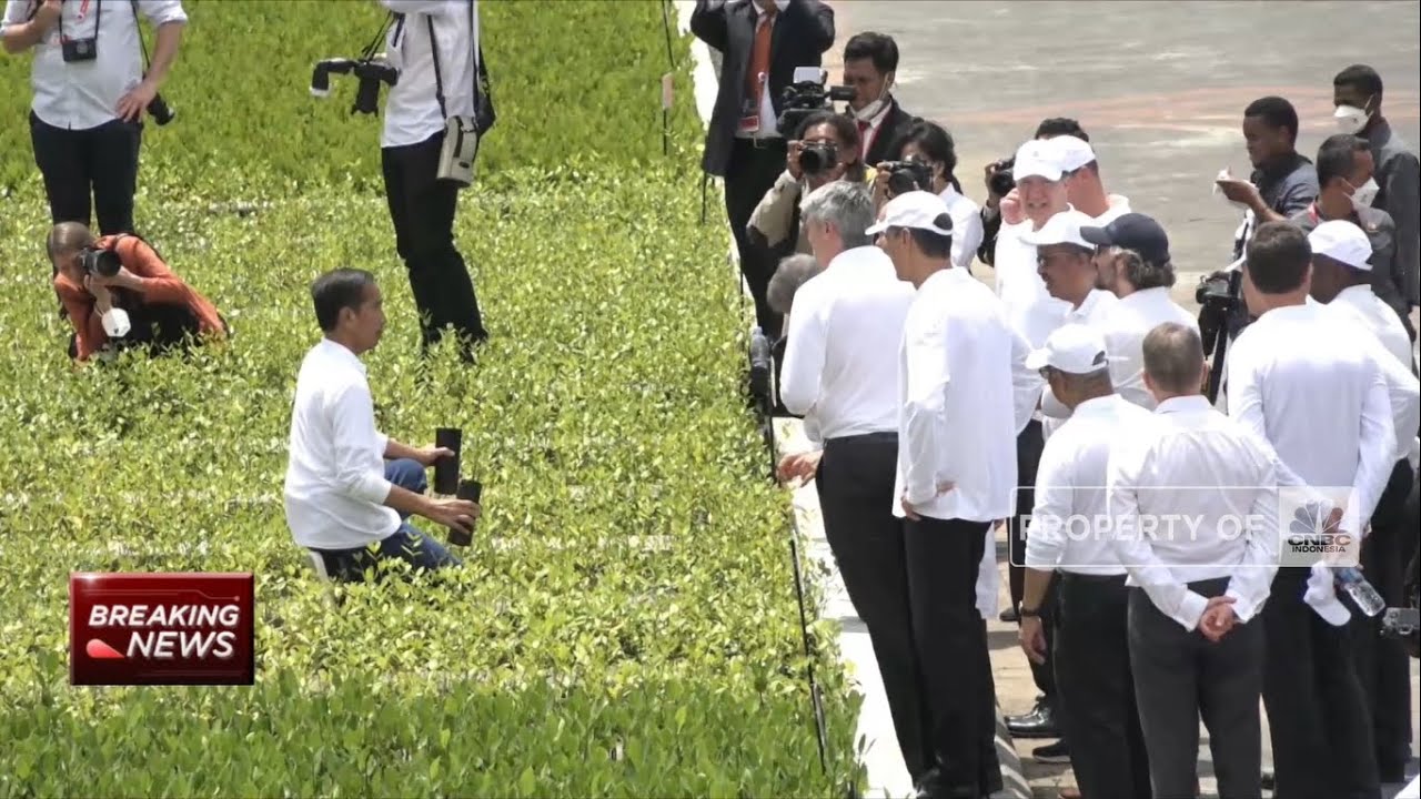 Jokowi Ajak Biden Cs ke Taman Mangrove Bali