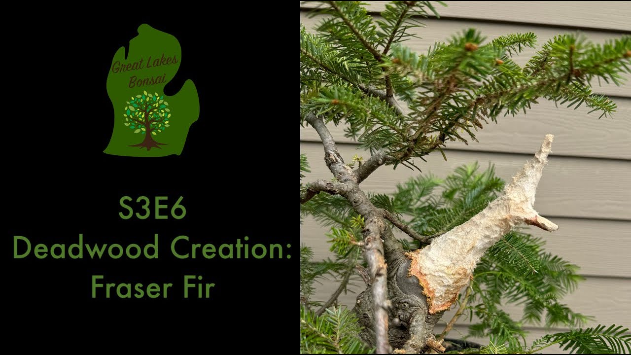 S6E3 - Deadwood Creation: Fraser Fir