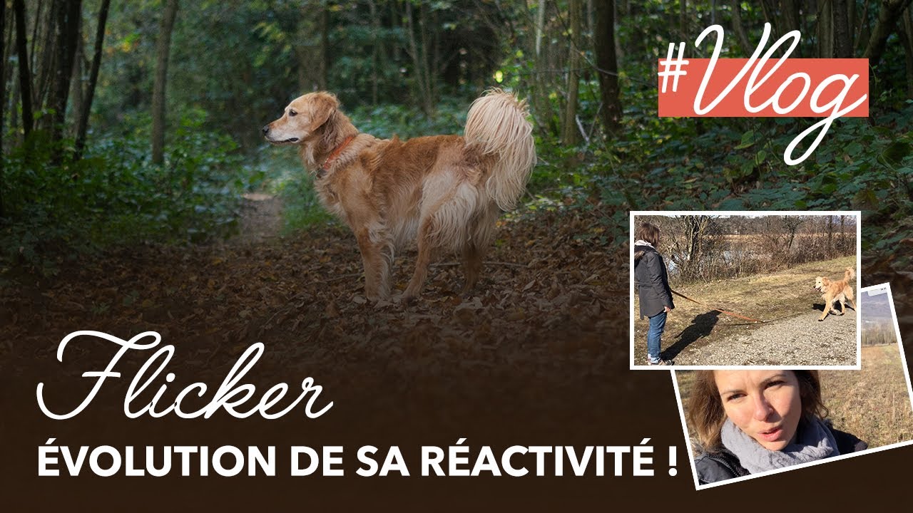 FLICKER, UN CHIEN DIFFICILE EN PROMENADE (Réactivité canine, prédation, excitation...)