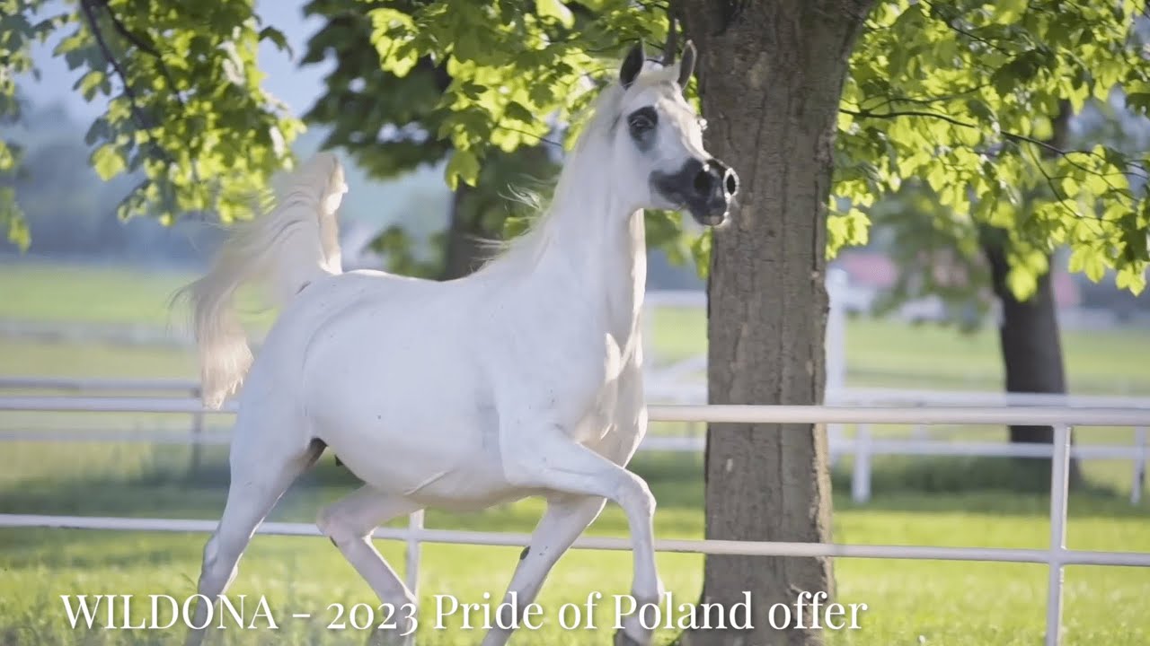 PRIDE OF POLAND 2023 - Rediscover the Polish tradition on August 13 & 14