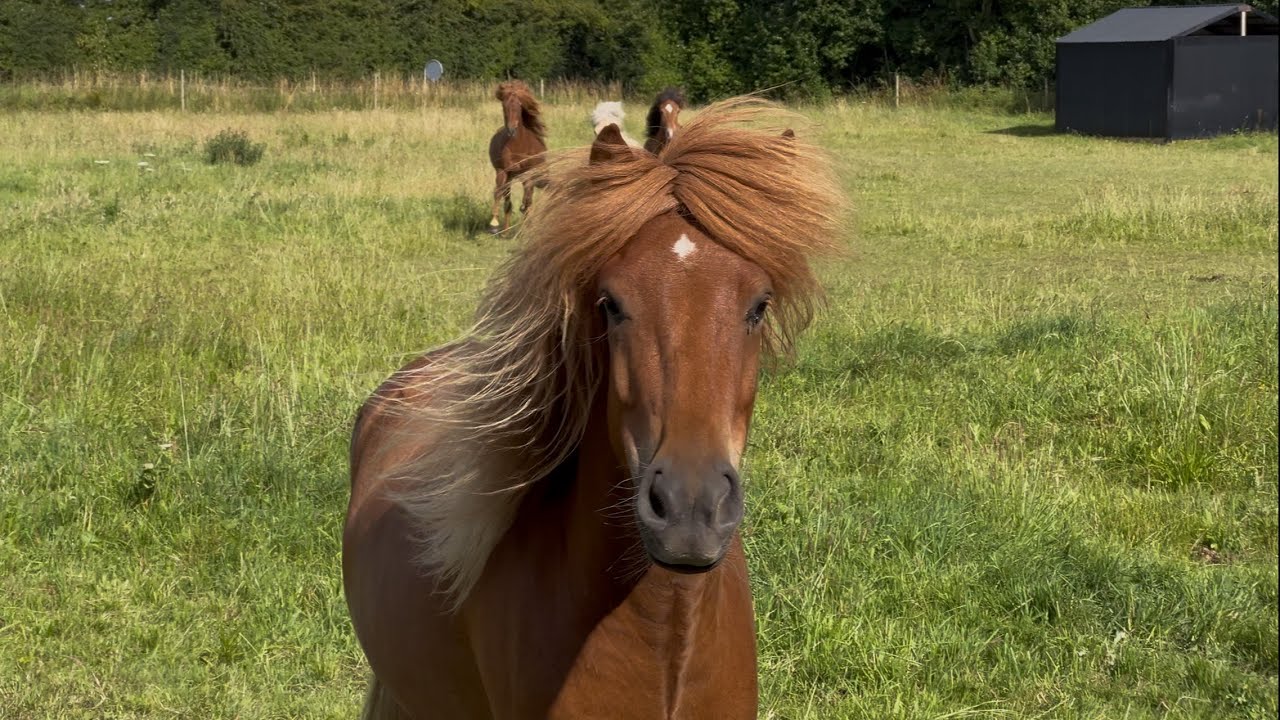 Ástríkur fra Tankefuld 