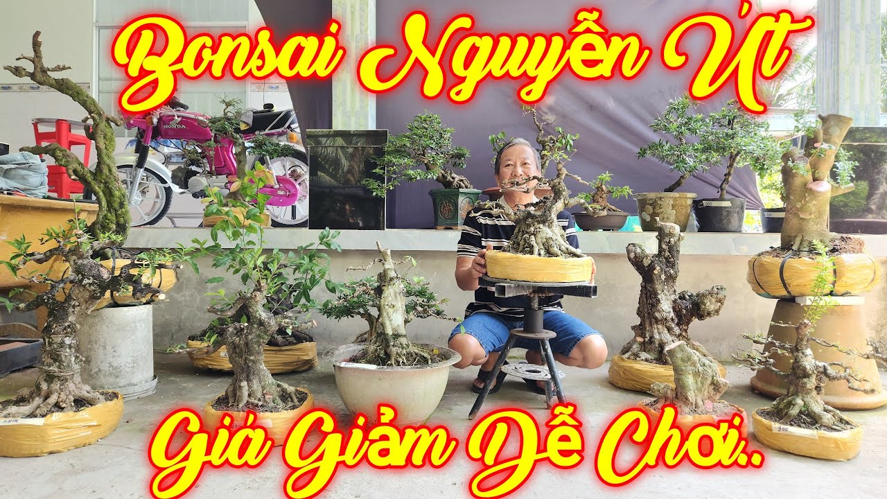 NGUYỄN ÚT | #0385845428 | GIÁ MỀM CÂY ĐẸP NGÂU VÀNG, TRÀ PK, KIM QUÝT, MCT NU ĐEN, KHẾ GÂN, SỘP, SAM