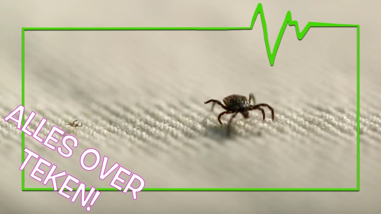 ALLES OVER TEKEN! - TOPDOKS ONDERZOEK