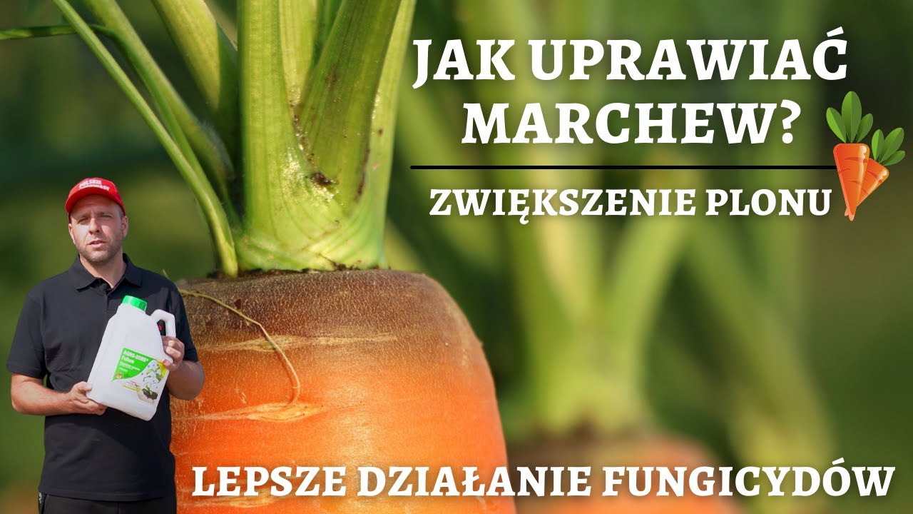 Stymulacja marchwi🥕 | Wielki plon ! | Jak stosować biostymulator Folium w uprawie marchwi 🚜🥕