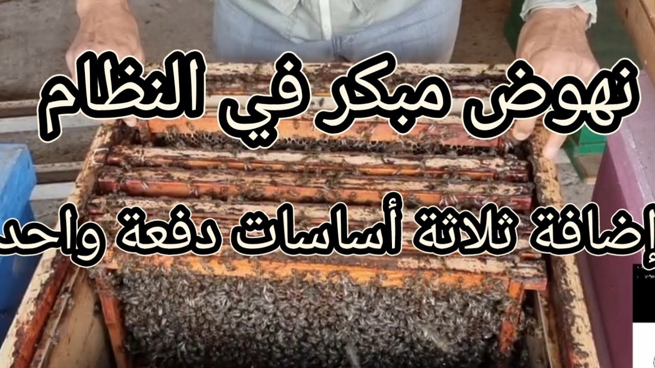نهوض مبكر للخلية المفروزة عكس الخلية المثقلة بالمخزون من العسل .
