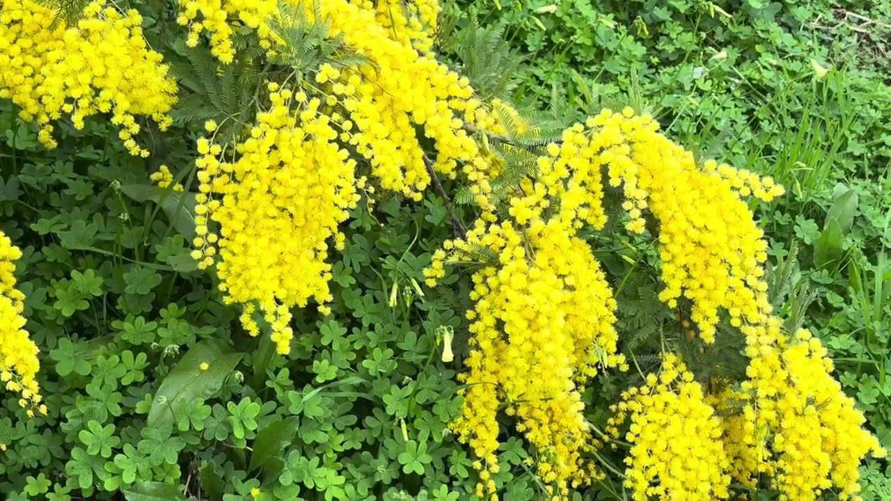 Belle journée nuageuse baignée dans la lumière des Mimosas – nature relaxante joyeuse - piano 