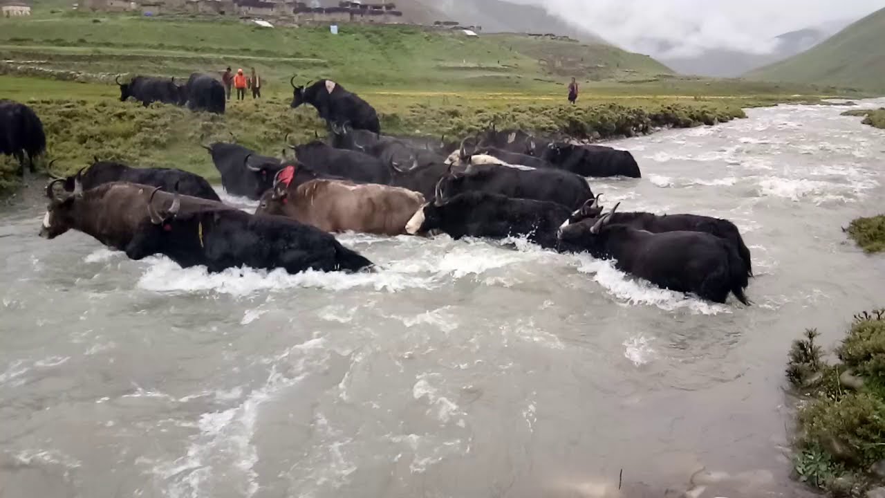 Yaks crossing river in Tarap | Dolpo | Yak | Himalaya | Nepal