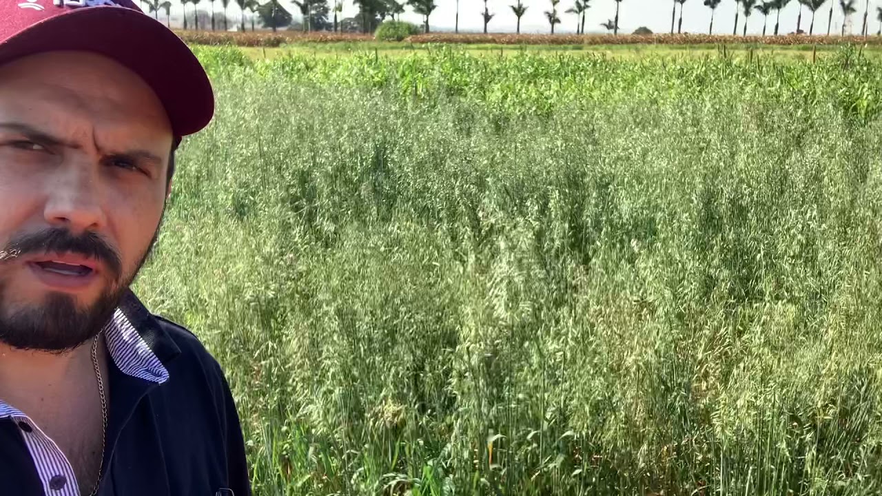 Plantas de cobertura no Cerrado Mineiro