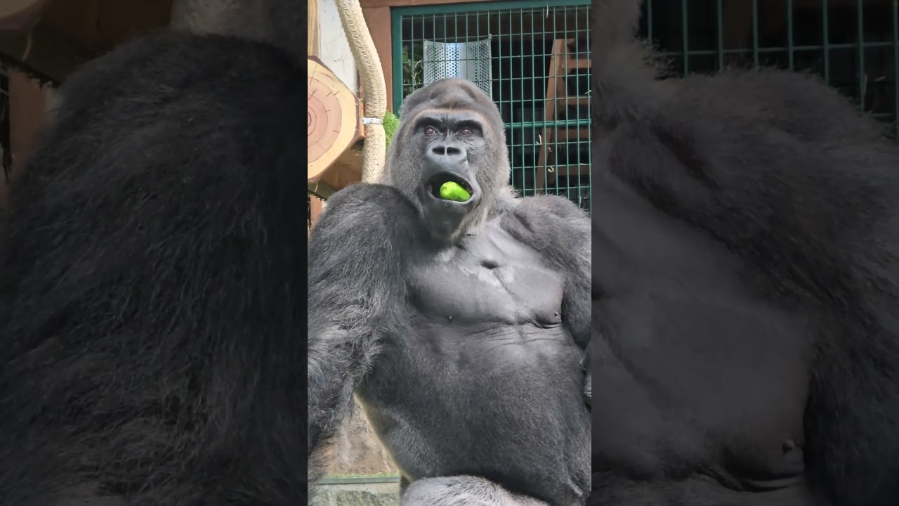 zoo saint Martin la plaine  2025 