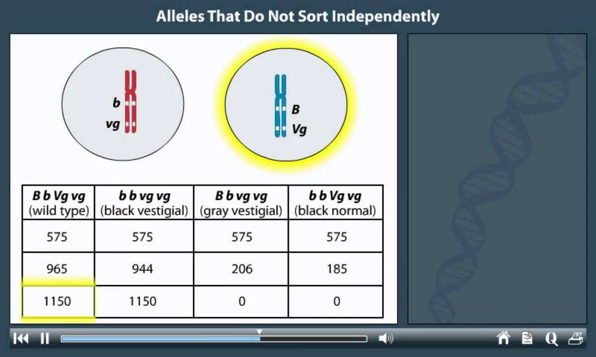 Linked genes animation