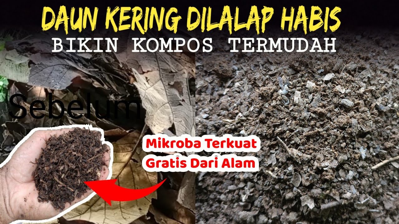 DAUN KERING DILALAP HABIS OLEH BAKTERI TERKUAT DARI ALAM || CARA MEMBUAT KOMPOS TERCEPAT