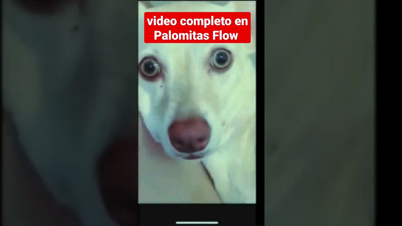 este perro sabe hablar 