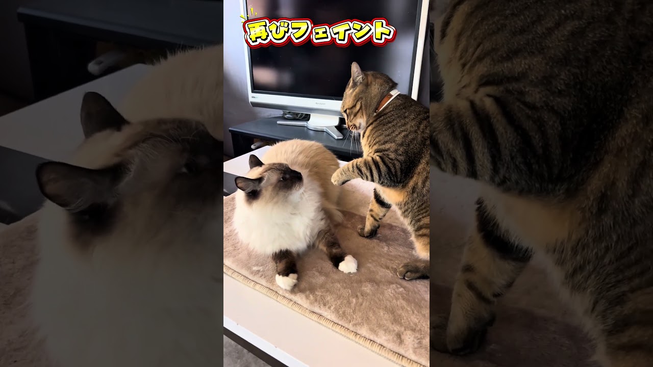 【猫たちの縄張り争い】ラグドール兄VSキジトラ弟の恒例の闘い