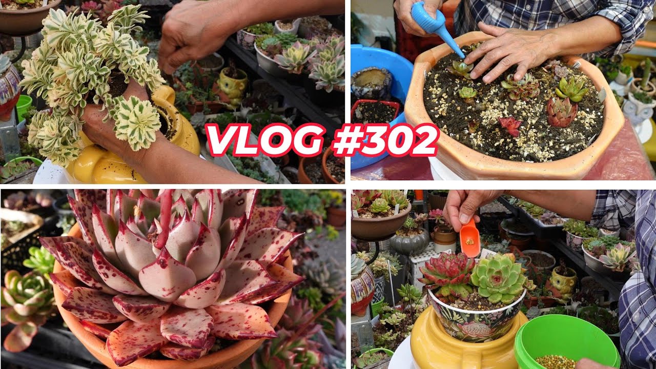 RESET Succulents or They Die | VLOG #302 - Growing Succulents with LizK