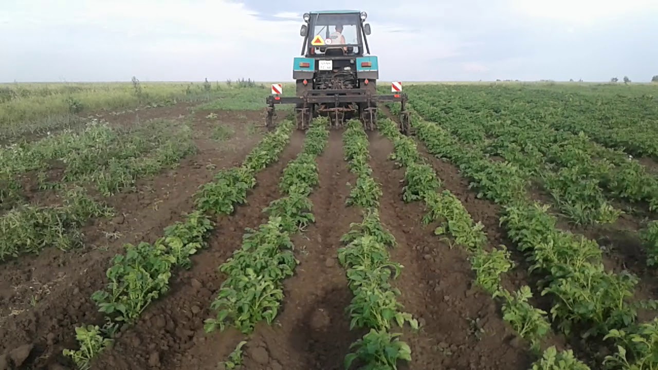 Окучка картошки.