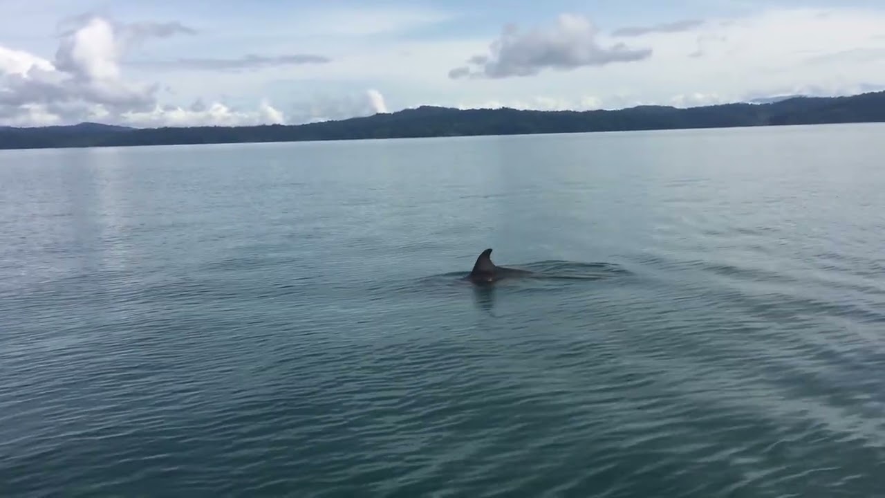Dolphins in Costa Rica