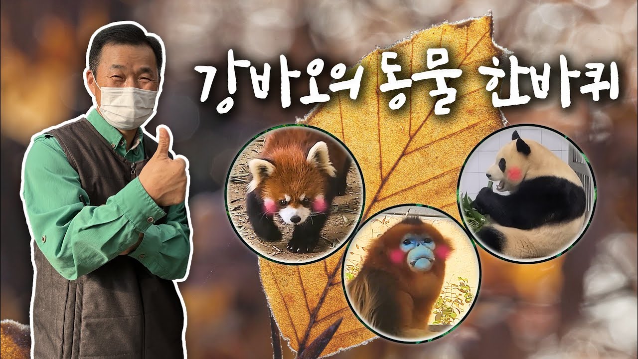 강바오의 동물 한바퀴 : 판다, 레서판다, 황금원숭이편 Grandpa & Animal Friends