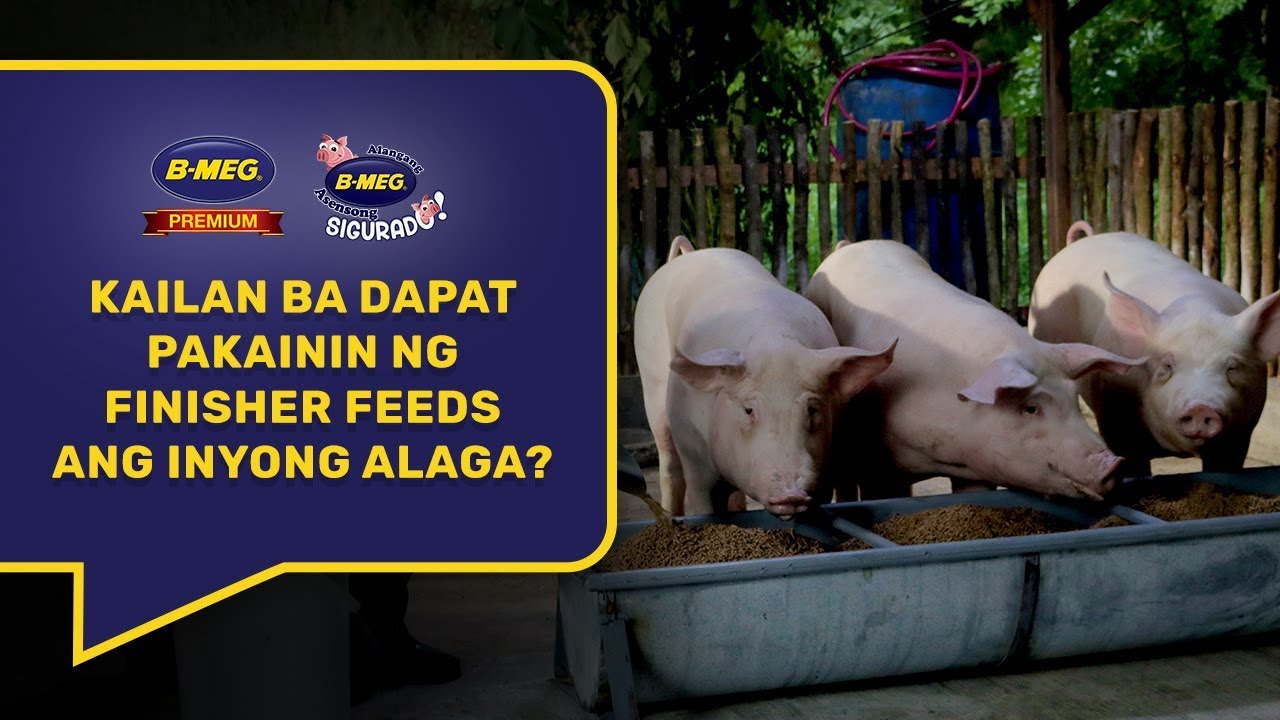 Pagpapakain ng Finisher Feeds, Kailan Dapat Simulan?