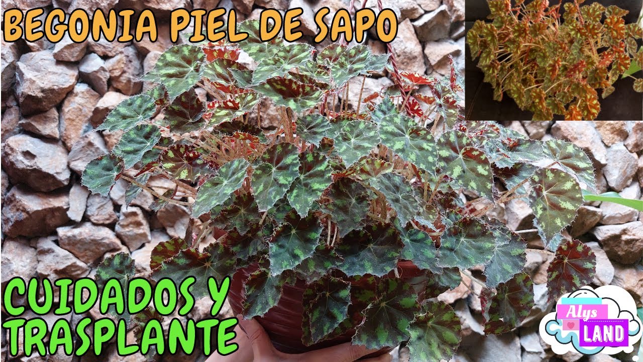 BEGONIA PIEL DE SAPO, TODO SOBRE SUS CUIDADOS y TRASPLANTE | AlysLand