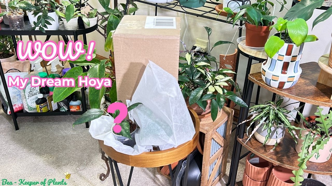 𝑼𝒏𝒃𝒐𝒙𝒊𝒏𝒈 𝑴𝒚 𝑫𝒓𝒆𝒂𝒎 𝑯𝒐𝒚𝒂🌿 | 𝑹𝒂𝒓𝒆 𝑷𝒍𝒂𝒏𝒕 𝑴𝒂𝒊𝒍 ✨