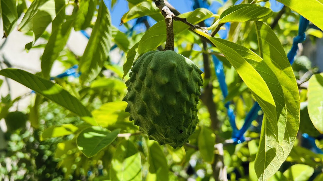 EXOTIC Tropical Fruits | Geffner Atemoya Tree Loaded With Fruits | Cali Que Em