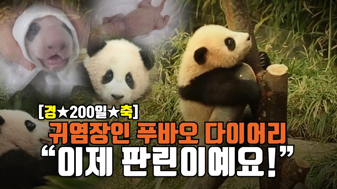 [★경축★]귀염장인 아기판다 푸바오… “벌써 200일 됐어요” (Baby Panda 'FuBao')