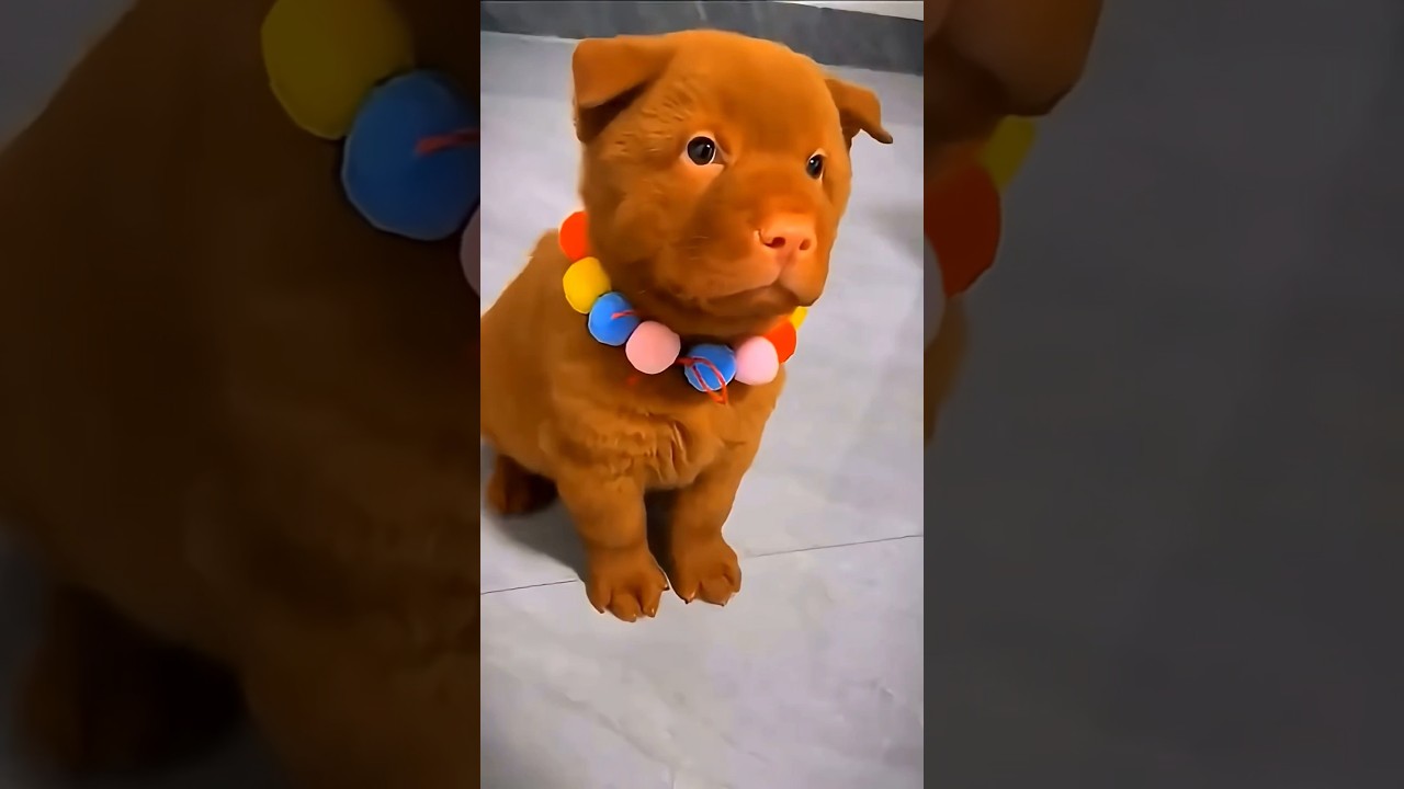 New Cool Tool🐈&zwj;⬛🚀😻! New Viral Gadgets, Smart Kichen Appliances, Tolls, Utensils HomeCleaning #shorts