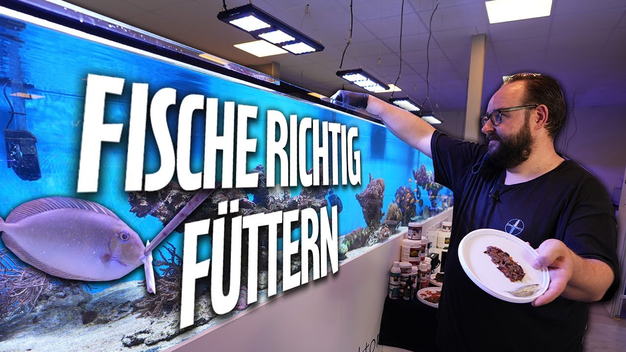 FISCHE richtig FÜTTERN - im Meerwasseraquarium - PlanktonPlus Aquaristik