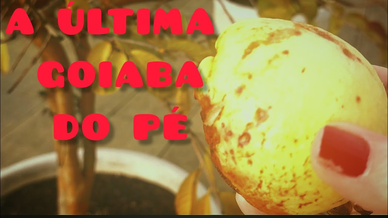 INVERNO RIGOROSO EM PORTUGAL,  AS PLANTAS FICAM ASSIM!