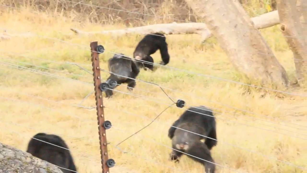 Chimpanzee battles at Chimp Eden