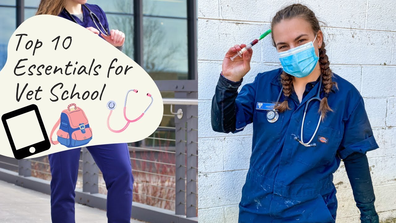 10 ESSENTIALS FOR STARTING VET SCHOOL