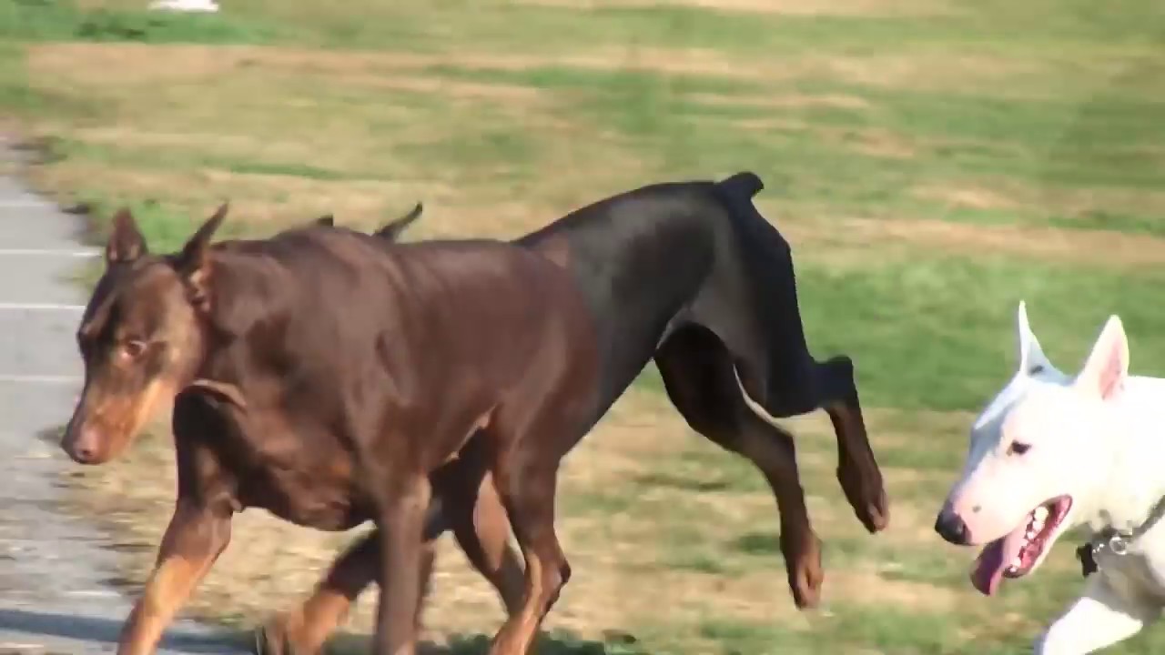 DOBERMAN PINSCHERS PLAYING