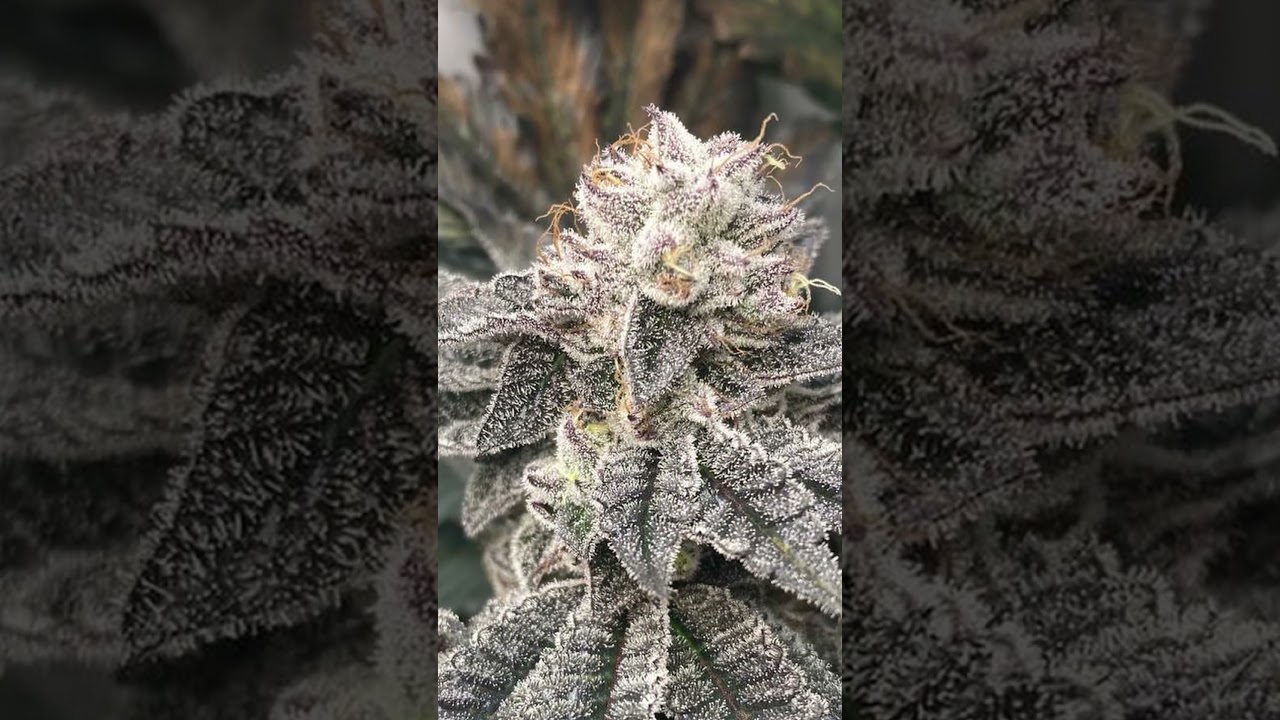 Garlic Budder / Humboldt Seed Company #shorts #cannabisart