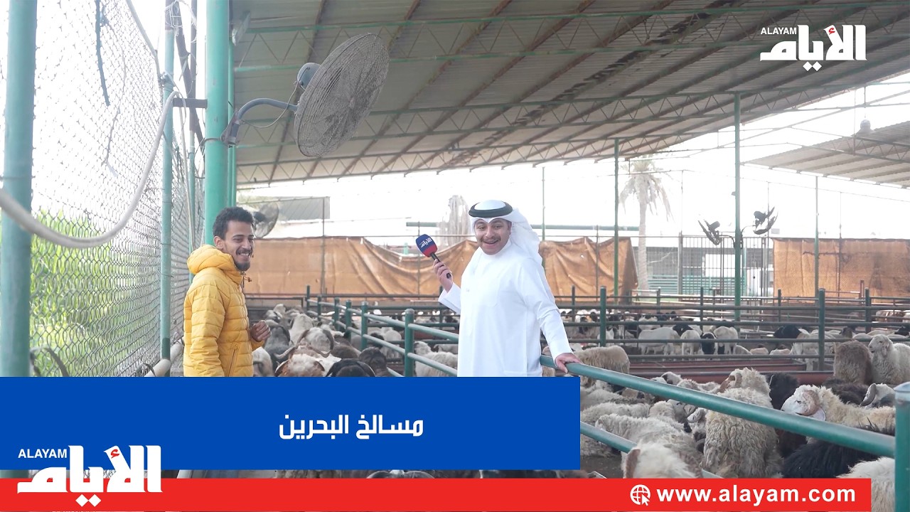 وفرة اللحوم والذبائح في مسالخ البحرين مع اقتراب عيد الفطر