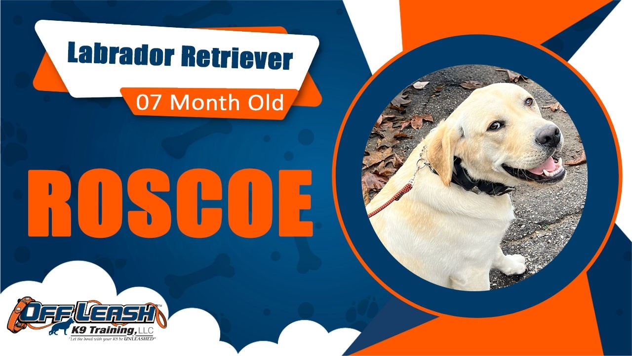 Best Labrador Retriever Dog Training | Morro Bay, CA | Roscoe