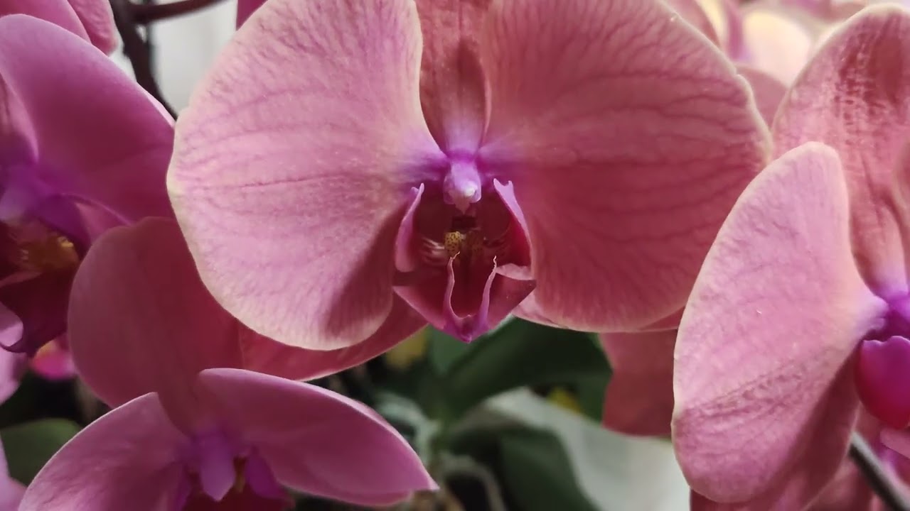 Такие одинаковые, но такие разные. Орхидеи  Нарбонна и Азиан Корал 20.02.26 #орхидеи #фаленопсис 