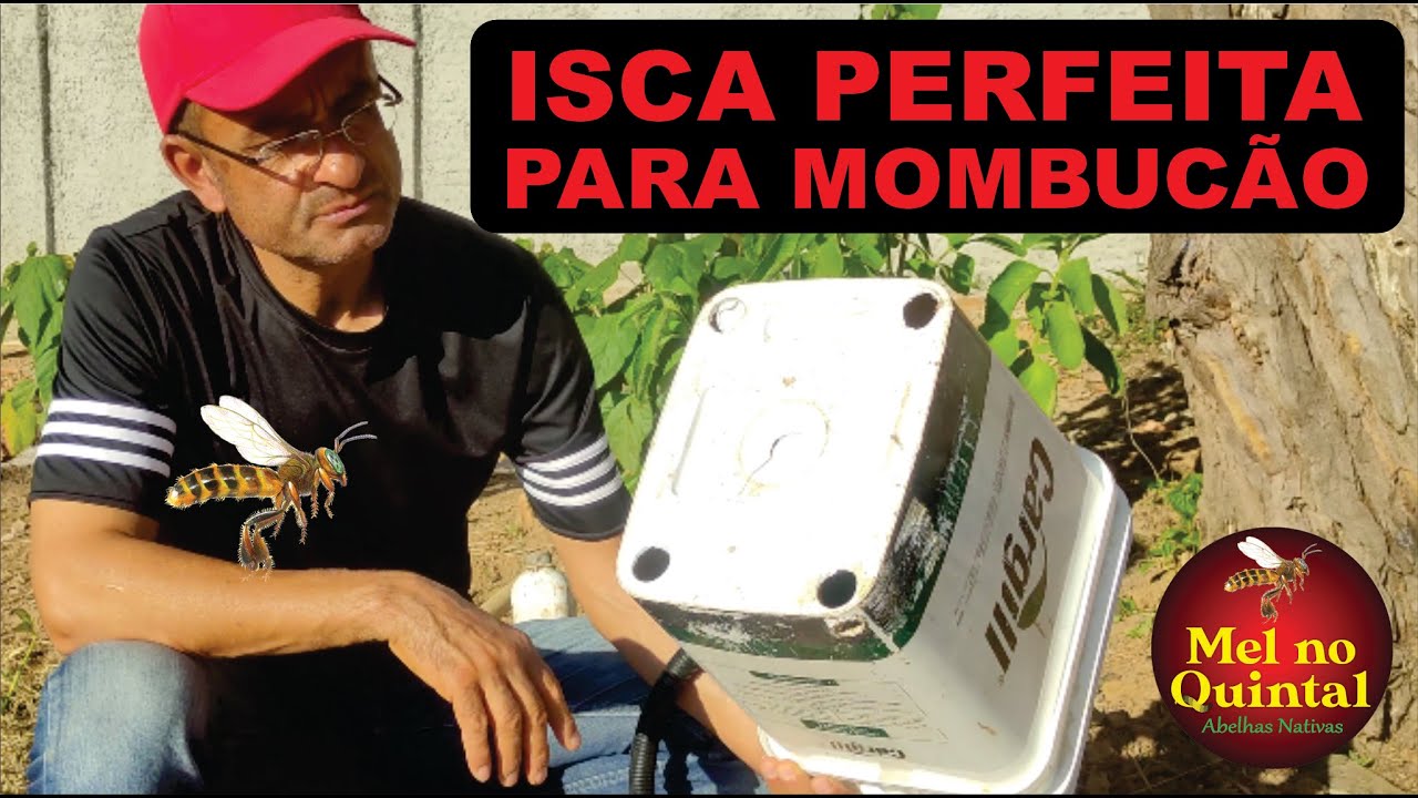 Isca para capturar abelha mombucão