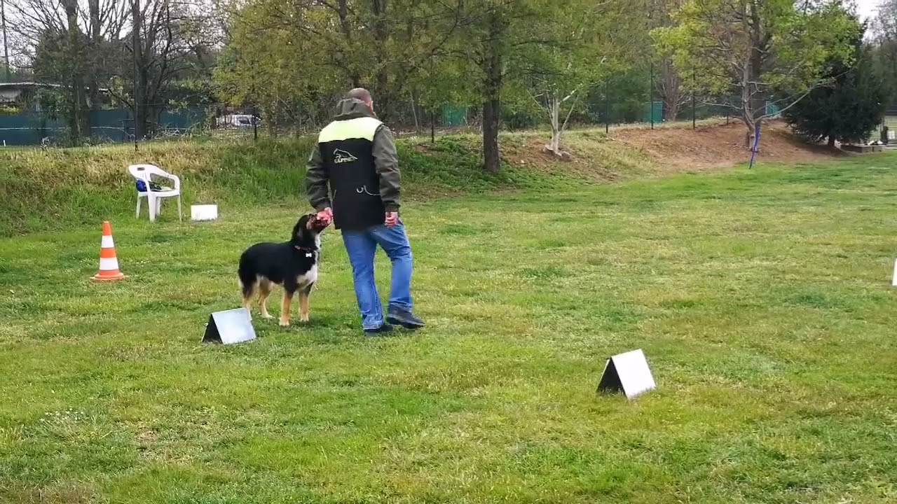 Gara rally-obedience on-line