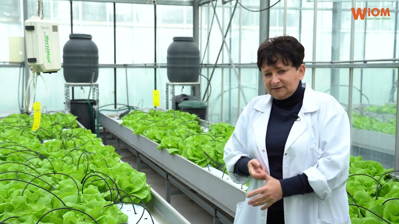 Sałata wspomagana przez naturalne aminokwasy