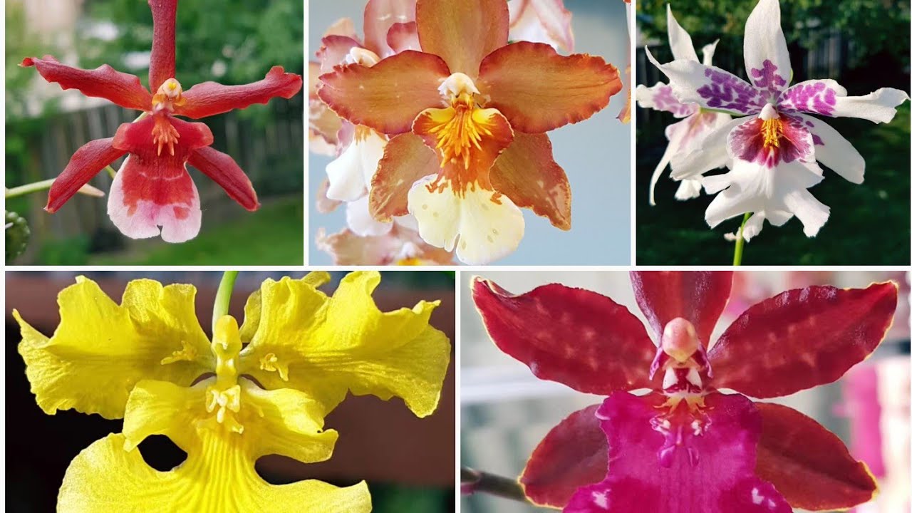 兰花水培之文心兰 Oncidiae Intergeneric