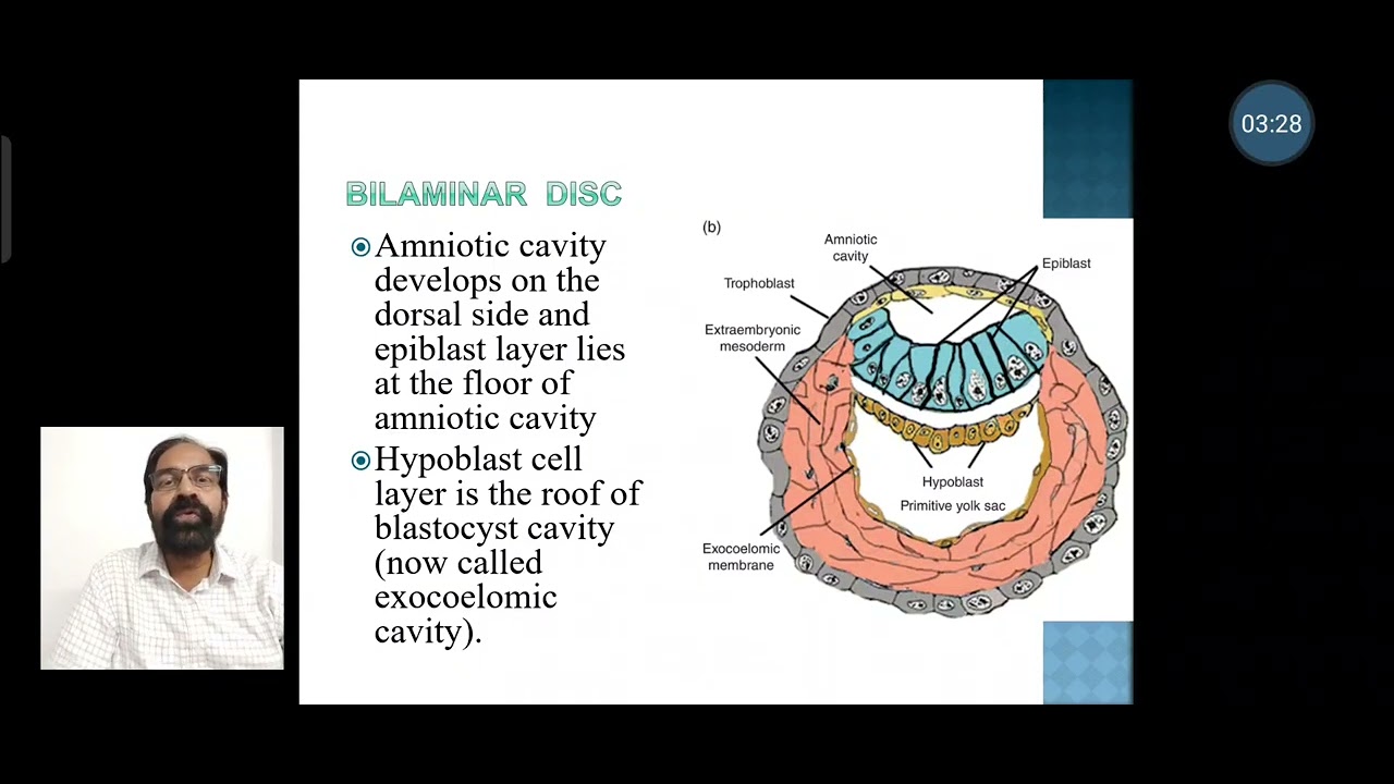 6. Formation of extraembryonic mesoderm and coelom & bilaminar disc