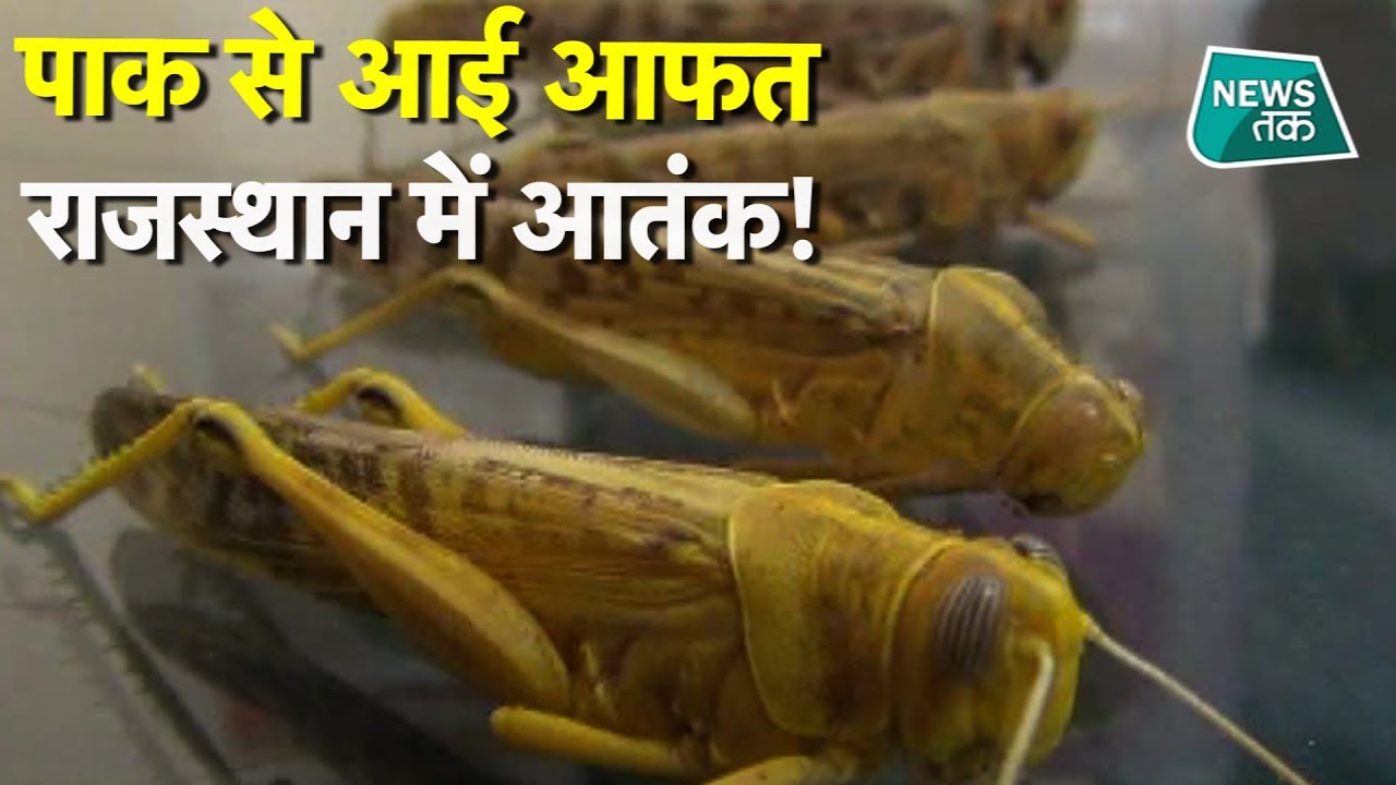 बॉर्डर से टिड्डों का हमला, पाकिस्तान की खौफनाक चाल? EXCLUSIVE 