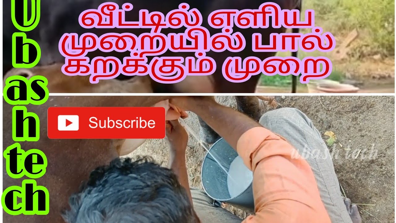 நாட்டு மாடு பால் கறக்கும் முறை / எளிய முறையில் பசும்பால் /ubash tech