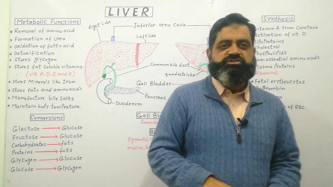 Liver Urdu /Hindi medium @prof.masoodfuzail | Structure of Liver |Functions of Liver|Gallbladder