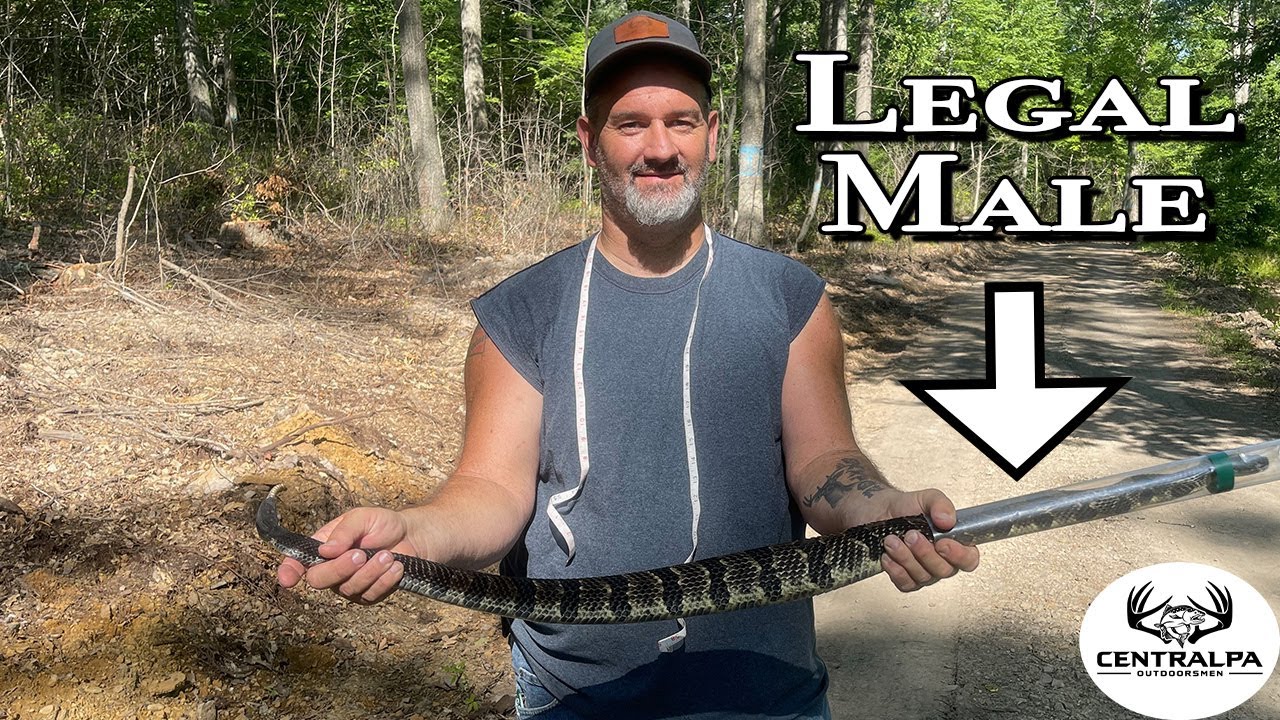 Catching and TAGGING a Legal Rattlesnake | PA Venomous Snake Season