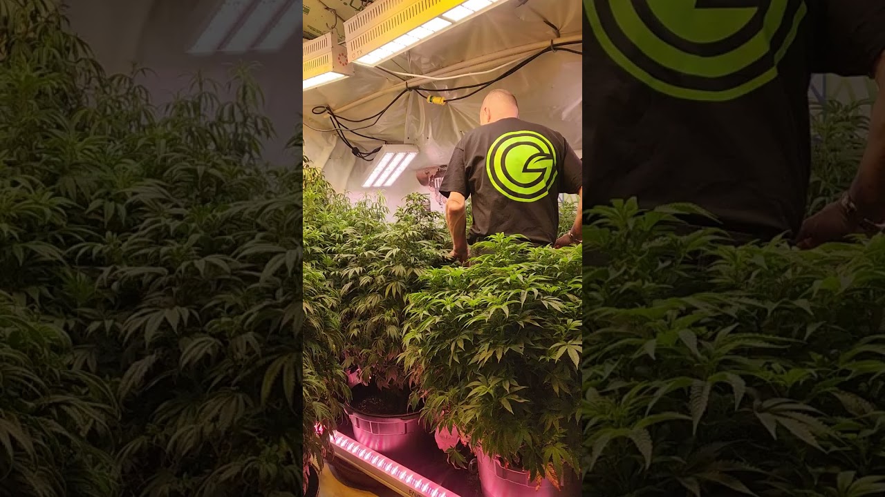 Взгляните на зимний сад с линейкой удобрений Green Planet Horti