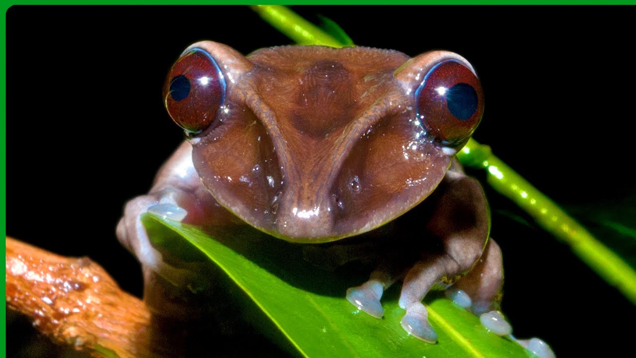 Um monte de cantos de sapos pra começar bem o ano de 2025! #frogsounds