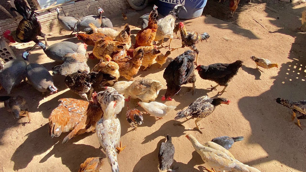 MOSTRANDO E ALIMENTANDO TODA NOSSA CRIAÇÃO DE GALINHAS CAPOEIRAS GIGANTE!!!